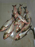 川澤鰱鳙大物夜光漂咬鉤變色魚漂青草鳊翹電子漂大吃鉛巨物湖庫浮漂 HC05【遠投巨物】吃鉛:7.2g 【不變色】日夜兩用 曬單實拍圖