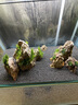 玩家寶貝水草泥亞馬遜種植泥黑泥水晶蝦泥小魚(yú)缸布景水草缸底沙含肥魚(yú)缸底 水草泥-2包（共4斤） 曬單實(shí)拍圖