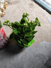 長(zhǎng)壽花盆栽重瓣花苗大花室內(nèi)綠植好養(yǎng)帶花苞觀花植物 長(zhǎng)壽花粉色(條紋陶瓷盆大號(hào)) 含盆 曬單實(shí)拍圖