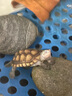 萌龜飼家 安徽皖南小青頭龜苗北種龜 小青苗 黃金龜 水龜寵物觀賞龜活體 3-4厘米發(fā)色中 2只情侶龜 曬單實(shí)拍圖