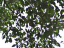 KamLan kamlan 50mm f1.1 微單大光圈人像定焦手動(dòng)相機(jī)鏡頭 m4/3【Ⅱ代】 手動(dòng)對(duì)焦鏡頭 曬單實(shí)拍圖