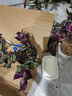 【云倉發(fā)貨】吊蘭植物垂吊客廳辦公室內(nèi)吊籃綠植盆栽花卉大全真花陽臺金邊吊蘭 紫葉吊蘭 含盆 曬單實(shí)拍圖