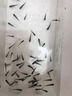 特大草魚苗淡水養(yǎng)殖食用鮮活體冷水觀賞魚脆皖魚餌料魚草魚魚苗批發(fā) 草魚苗2-4厘米200條【多發(fā)10%防損】 曬單實(shí)拍圖