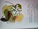 保冬妮繪本昆蟲館:夏天有過(guò)一只蟬（精裝） 曬單實(shí)拍圖