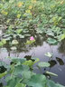 艾麗素硫酸銅粉末殺菌劑泳池魚(yú)塘水產(chǎn)養殖果樹(shù)農用除藻凈水江銅藍礬晶體 江銅農業(yè)級【可配波爾多液】 1kg 1包 曬單實(shí)拍圖