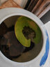 采緹（CAITI）水碗蓮一葉蓮 帶花苞睡蓮荷花大號小葉迷你水生家用睡蓮碗蓮花 小葉3片7-10公分 不含盆 曬單實(shí)拍圖