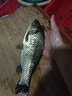 福翼納米高靈敏漂錘頭尾近視醒目加粗輕口鯽魚(yú)漂鯉魚(yú)大物鰱鳙浮漂 錐形尾05【野釣綜合】鉛1.8-2.7g 2號1支（高檔加厚管裝） 曬單實(shí)拍圖