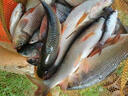 博菲特日本長(cháng)竿超硬19調16米打窩竿釣魚(yú)竿逗釣巨物長(cháng)節超長(cháng)炮竿遠距離 新款二代（15米+前兩節+竿包） 曬單實(shí)拍圖