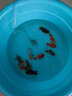 優(yōu)魚(yú)若寵 蘭壽金魚(yú)活體精品觀(guān)賞魚(yú)冷水淡水活體水族寵物蛋種金魚(yú) 精品混色蘭壽8-9cm5+1條防損 曬單實(shí)拍圖