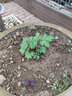 清韻伊人 月季花苗爬藤薔薇月季花樹(shù)陽(yáng)臺盆栽花卉庭院爬墻植物四季開(kāi)花 莎士比亞 中苗90-100厘米高 曬單實(shí)拍圖