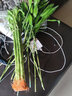 八目尚賞水培富貴竹綠植花卉轉運竹龍竹開(kāi)運竹大葉竹水養竹子花草植物盆栽 開(kāi)運竹6支【45CM高】 不含盆 曬單實(shí)拍圖