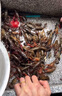 京品魚蝦網(wǎng)籠地網(wǎng)籠龍蝦網(wǎng)地龍魚網(wǎng)籠漁網(wǎng)捕魚網(wǎng)籠蝦籠黃鱔籠甲魚籠 3.4米17節(jié)10門+贈品(今天發(fā)貨) 曬單實拍圖