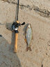 達(dá)億瓦（DAIWA） 21/25新款A(yù)LPHAS SV/BF TW 阿爾法路亞海釣魚線水滴輪微物輪 SV 800H(右手輪7.1速比） 曬單實(shí)拍圖