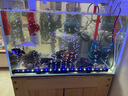 魚之眼魚缸燈led燈防水造景燈水族燈照明燈氣泡條燈管水族箱增氧氣泡燈 55cm 藍(lán)白款 不帶氧氣泵 曬單實(shí)拍圖