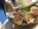 【順豐】金魚活魚觀賞魚冷水魚小魚獅子頭水族活體招財(cái)魚好養(yǎng)活蘭壽泰獅熊貓碟尾虎頭丹鳳藍(lán)瘦精品魚苗風(fēng)水魚 金魚專用海鹽1袋 曬單實(shí)拍圖