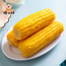傻小胖【頭茬玉米】?jì)让牲S糯玉米 4斤（200g*10根）中秋禮盒 早餐黏苞米 【2025年頭茬玉米】黃糯玉米 家庭裝 3.6斤（7~9根） 曬單實(shí)拍圖