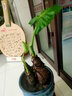 綠之妙大型綠植滴水觀(guān)音樹(shù)樁綠色觀(guān)葉植物辦公室客廳大型綠植盆栽花卉 40-50cm高左右 不含盆 曬單實(shí)拍圖