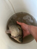 倉吉倉吉釣魚細地袖子成品雙鉤無倒刺鯉魚鉤綁好鉤20付裝競技釣魚成品 仕掛4號細地袖【20付裝】 0.4號 曬單實拍圖