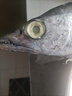 七條船舟山雷達網(wǎng)釣帶魚大號油帶新鮮野生海魚海鮮水產(chǎn)東海小眼睛黑刀魚 1.3斤/1條 曬單實拍圖