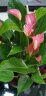 盆栽花卉绿植办公室红掌室内盆栽盆景大型绿植 粉掌 含盆栽好发货整体高度都在40厘米以上 实拍图