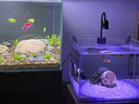 益科達海缸燈led海水魚缸燈水草小丑魚珊瑚專用可調(diào)焦藍白補光造景夾燈 7.2W黑色花型海缸燈-藍白變光60缸內(nèi) 曬單實拍圖