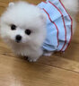 綠柒號純種哈多利系博美幼犬法國卷毛小型家養寵物狗狗可愛(ài)型俊介犬狗狗 寵物級 聯(lián)系客服 公 曬單實(shí)拍圖