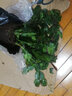 御卉閣 蟹爪蘭盆栽花苗綠植花卉室內陽(yáng)臺辦公室客廳擺放四季開(kāi)花植物  蟹爪蘭玫紅色一盆20棵左右 曬單實(shí)拍圖