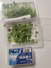 新鮮芹菜苗 香芹苗 三葉香 可食用芽苗菜  酒店西餐擺盤裝 15g*2 曬單實拍圖