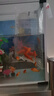 逸樂寵冷水鸚鵡魚招財魚淡水魚好養(yǎng)耐活發(fā)財魚活體金魚苗冷水觀賞魚 冷水鸚鵡6條4-7公分紅魚 曬單實拍圖