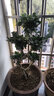 朵芮蜜榕樹盆景老樁大型金錢榕樹盆栽S型彎8字造型人參榕樹苗室內(nèi)外小葉 加粗8字榕樹-帶土-8年苗高60cm 不含盆 曬單實拍圖