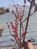 年宵花卉北美冬青盆栽觀(guān)果紅果庭院耐寒植物客廳圣誕春節年宵禮品東北三省可以種植 五年帶果苗 曬單實(shí)拍圖