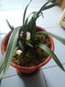 艾瑩蘭花苗 大團圓春蘭經(jīng)典荷瓣花 現帶濃香花苞好養室內綠植花卉盆栽 1棵4苗連體帶花 曬單實(shí)拍圖