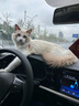 千眾 后備箱墊全包圍汽車尾箱墊子內(nèi)飾改裝 大眾速騰后備箱墊 【高邊主墊】黑米 曬單實(shí)拍圖