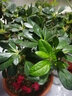 花友中夢(mèng)杜鵑花盆栽紅杜鵑花樹(shù)苗老樁花卉室內客廳植物陽(yáng)臺 大棵紅杜鵑(大白豎紋陶瓷盆) 曬單實(shí)拍圖