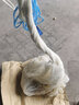 漁農(nóng)純手工大力馬線編織手撒網(wǎng)老式傳統(tǒng)打魚(yú)旋網(wǎng)大眼鉛墜易拋結(jié)實(shí)耐用 1.5指4米8斤純手工大力馬線 曬單實(shí)拍圖