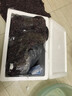 春瑞黑殼蝦水族箱水草缸清潔除藻工具淡水觀(guān)賞蝦大和藻蝦寵物活體飼料  極火蝦20只+5只抵損耗 曬單實(shí)拍圖