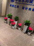 Only you【兩小時(shí)達】蝴蝶蘭帶花苞花劍花盆真花蘭花盆栽開(kāi)業(yè)教師節禮物 6株紫色-鵬程似錦（瓷盆隨機） 曬單實(shí)拍圖