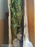 中夢 盆栽鳳尾竹子苗盆景室內(nèi)庭院四季常青綠植 原土米竹兩盆(不含盆) 含盆 曬單實拍圖