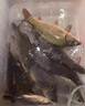 富源百川江湖至尊線組綁好魚線成品線組釣線臺(tái)釣主線組合全套套裝八字環(huán) 【2卷裝】 6.3米 -競技線組 3.0號(hào) 曬單實(shí)拍圖