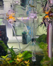 派楚 過(guò)濾器玻璃除油膜進(jìn)出水管 濾桶喇叭出水口 魚(yú)缸過(guò)濾進(jìn)出水配件 喇叭出水口 小號 12mm 曬單實(shí)拍圖