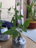 中夢(mèng)  耐寒鐵線(xiàn)蓮種根花苗室內外庭院爬藤植物多年生盆栽 T15波羅尼亞 不含盆 曬單實(shí)拍圖