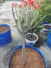 楓溢秋茶花苗茶花樹(shù)苗盆栽四季開(kāi)花綠植物花卉觀花庭院陽(yáng)臺(tái)五色十色赤丹 十色赤丹 5年苗當(dāng)年開(kāi)花 曬單實(shí)拍圖