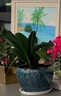 Only you【兩小時(shí)達】君子蘭盆栽室內花卉客廳盆景蘭花開(kāi)業(yè)喬遷送 茂林修竹哥窯盆雙拼君子蘭 曬單實(shí)拍圖