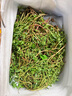 皓謙黃花菜新鮮金針菜涼拌時(shí)令蔬菜產(chǎn)地農家野菜 500g 曬單實(shí)拍圖