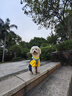 唐寵 小狗狗衣服秋冬款寵物小型犬四腳衣泰迪比熊貴賓約克夏博美雪納瑞狗狗衣服 黃色牛仔小熊 XS (建議1-2斤) 曬單實(shí)拍圖