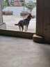 磊嘉狗繩 遛狗繩 狗鏈 鐵鏈 P鏈 訓犬項圈 6-30斤#長(cháng)1.2米狗鏈1根配P鏈1根 曬單實(shí)拍圖