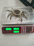 【禮券】燕江瀾大閘蟹禮券提貨卡蟹券禮品卡螃蟹卡券提貨券蟹卡 1988型 公3.5兩+母3.0兩 4對8只 曬單實拍圖
