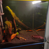 進(jìn)口阿薩姆奶茶雷龍魚(yú)火背酒紅幻彩紅寶石幻藍鬼王黃金眼睛雷龍魚(yú) 進(jìn)口火背雷龍8-10厘米 曬單實(shí)拍圖