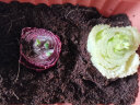 爱丽思（IRIS）花盆长方形树脂花盆多肉蔬菜绿植草莓种植种菜盆阳台果蔬种植盆 陶瓷茶500【长50cm】 实拍图