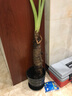 綠之妙大型綠植滴水觀(guān)音樹(shù)樁綠色觀(guān)葉植物辦公室客廳大型綠植盆栽花卉 50-60cm高左右 含盆 曬單實(shí)拍圖